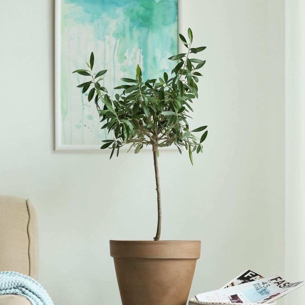 4 in. Olive Tree - Hercitys