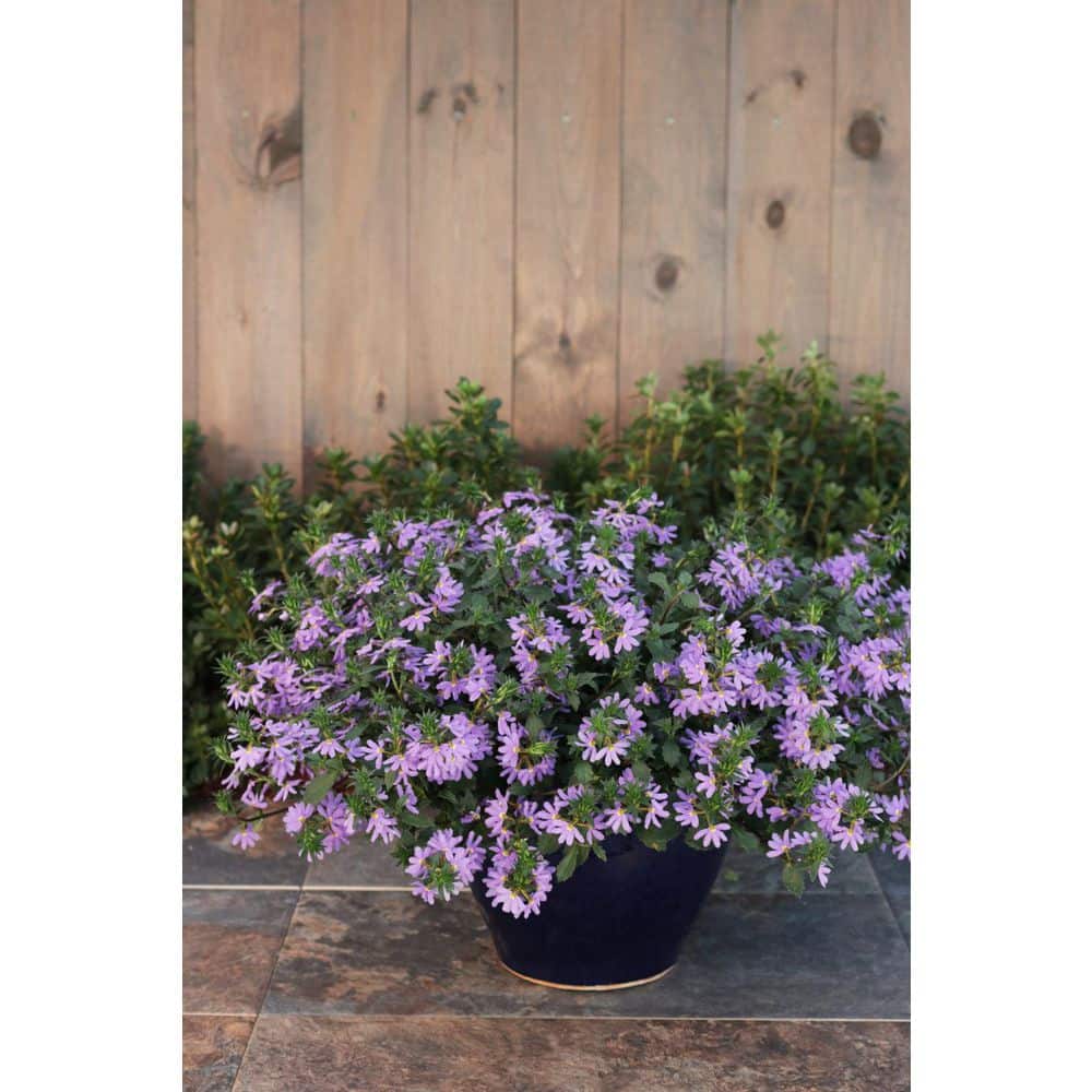 4.25 in. Eco+Grande Whirlwind Blue Fan Flower (Scaevola) Live Plant, Blue-Purple Flowers (4-Pack) - Hercitys