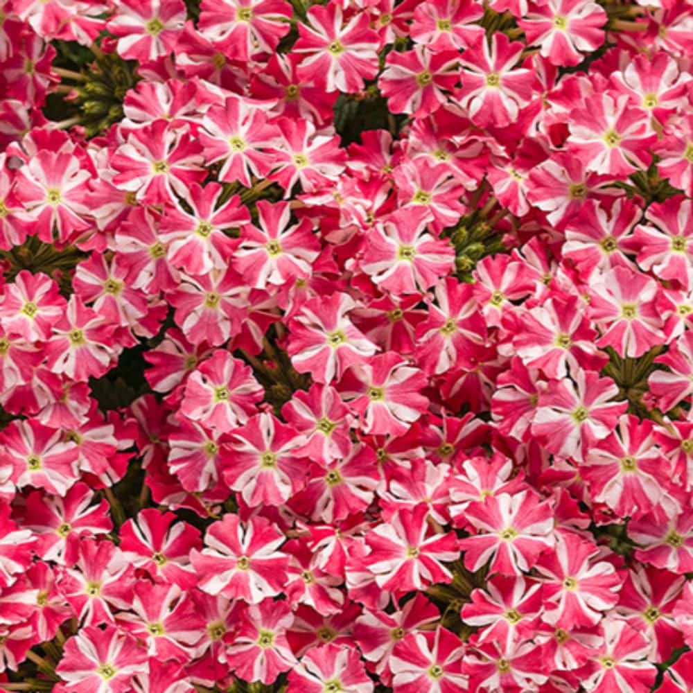 4.25 in. Eco+ Grande Superbena Cherryburst (Verbena Hybrid) Live Annual Plant with Pink Flowers 4-Pack - Hercitys