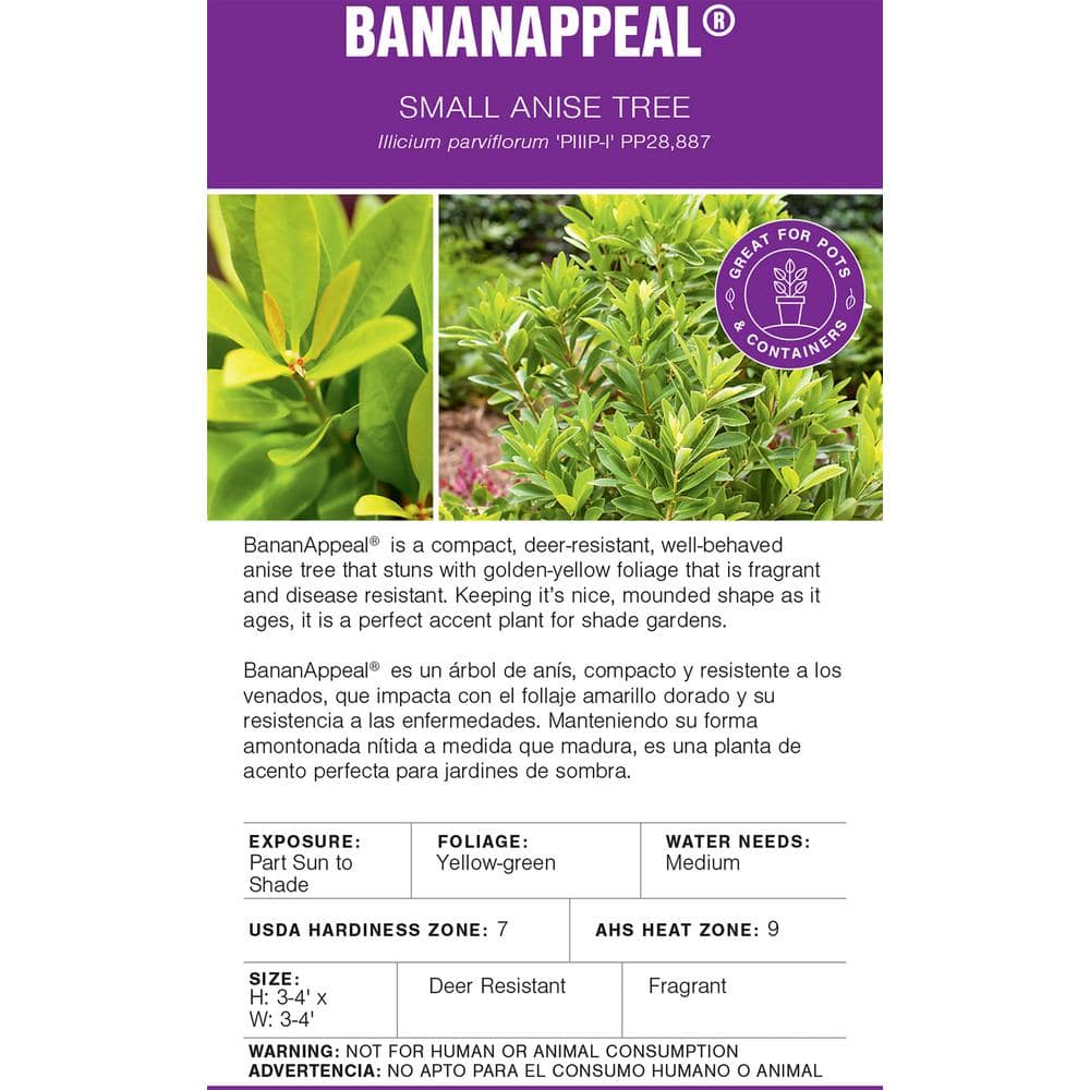 2 Gal. BananAppeal Small Anise Tree with Golden Yellow Foliage - Hercitys