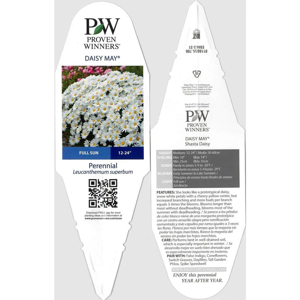 4.5 in. Qt. Amazing Daisies Daisy May Shasta Daisy (Leucanthemum) Live Plant, White Flowers - Hercitys
