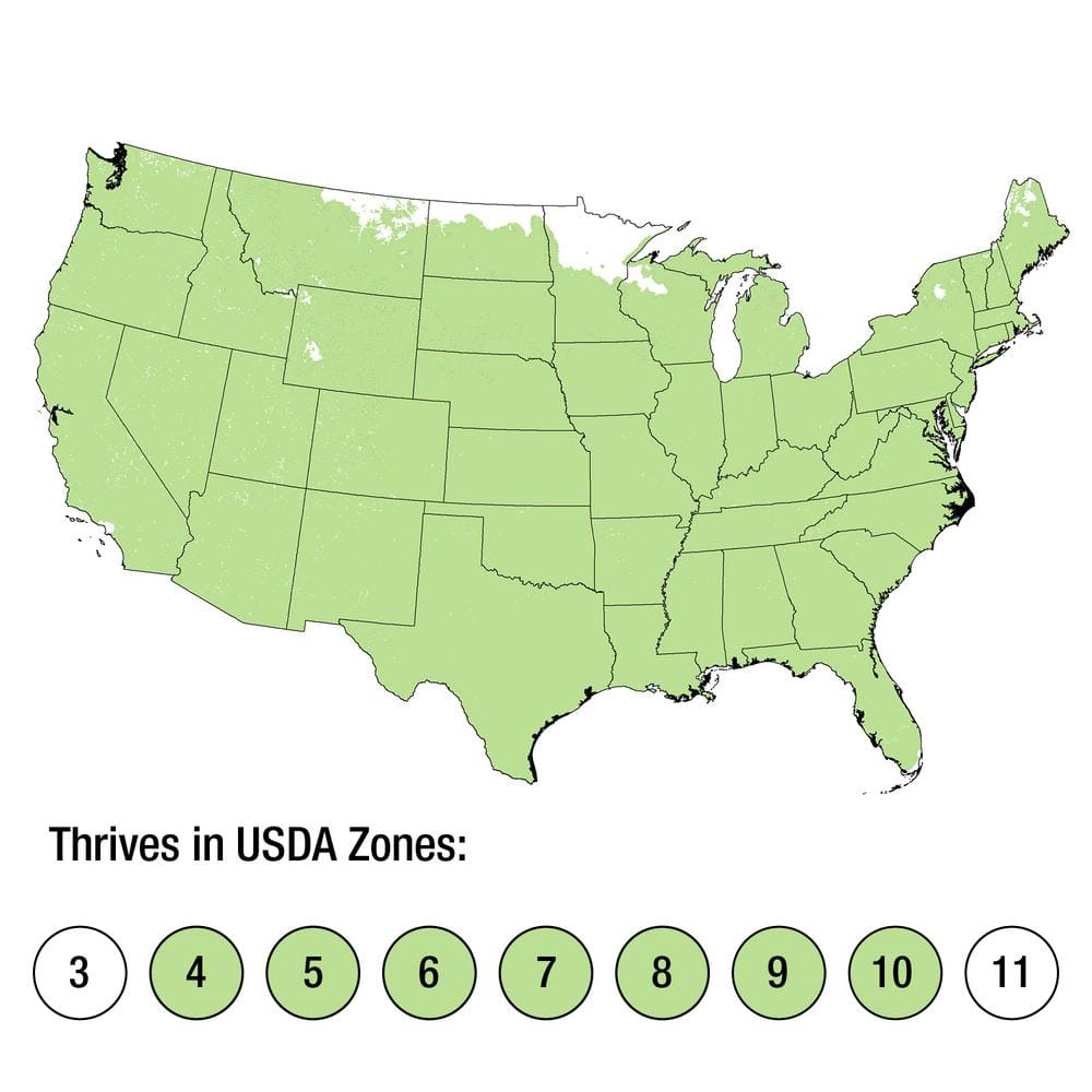 2.5 Gal. Bald Cypress Deciduous Tree - Hercitys