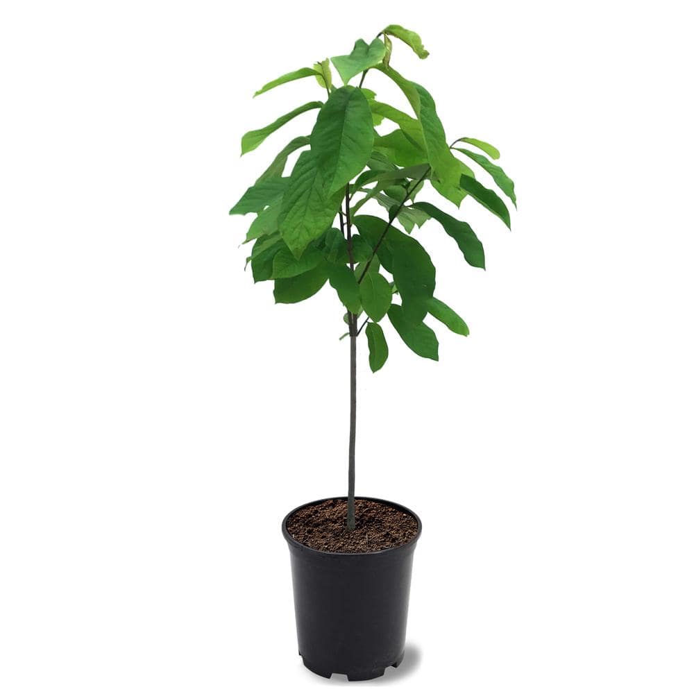 1 Gal. Paw Paw Seedling Fruit Tree - Hercitys