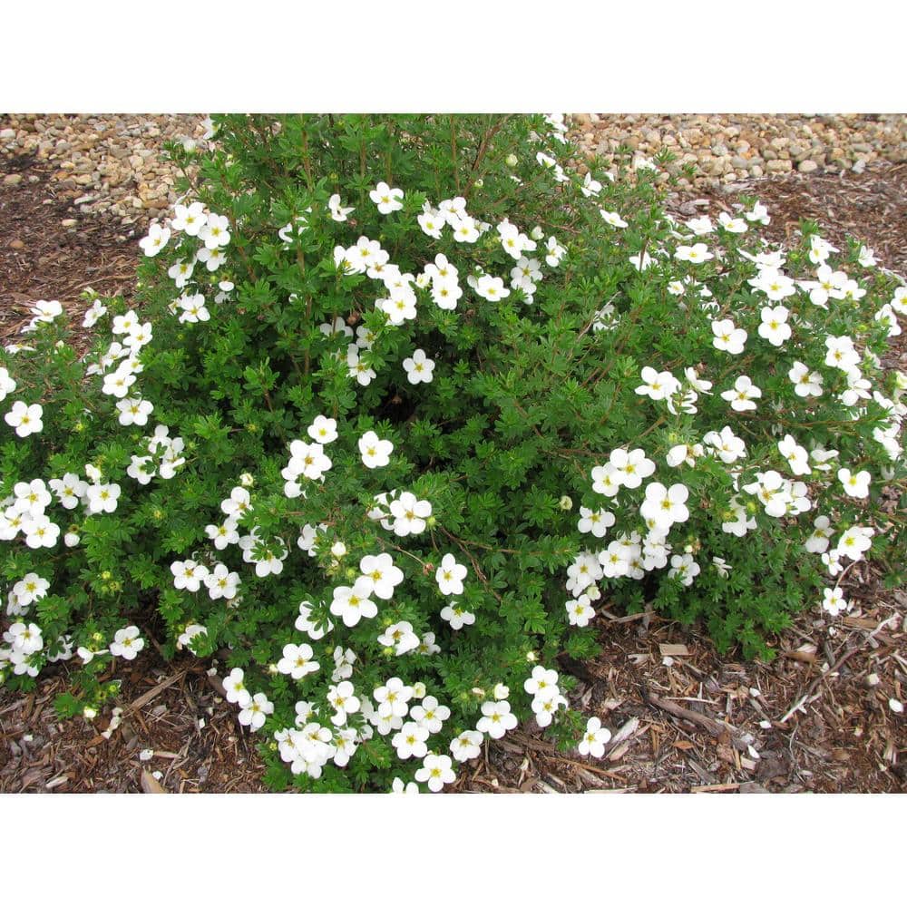 1 gal. White Potentilla Flowering Shrub with Very Cold Hardy Large Pure White Flowers (2-Pack) - Hercitys