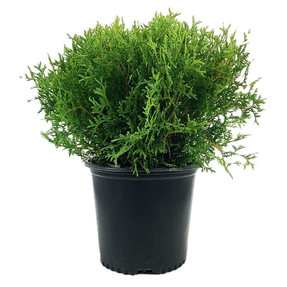 2.25 Gal Hetz Midget Dwarf Globe Arborvitae (Thuja o. ‘Hetz Midget’) Evergreen Shrub 1-Each - Hercitys