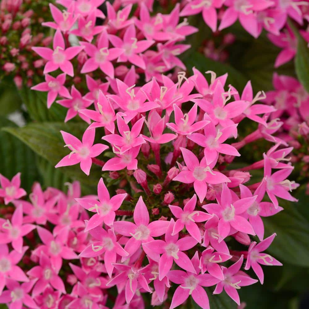 1 Qt. Pentas Pink Plant Collection (4-Pack) - Hercitys