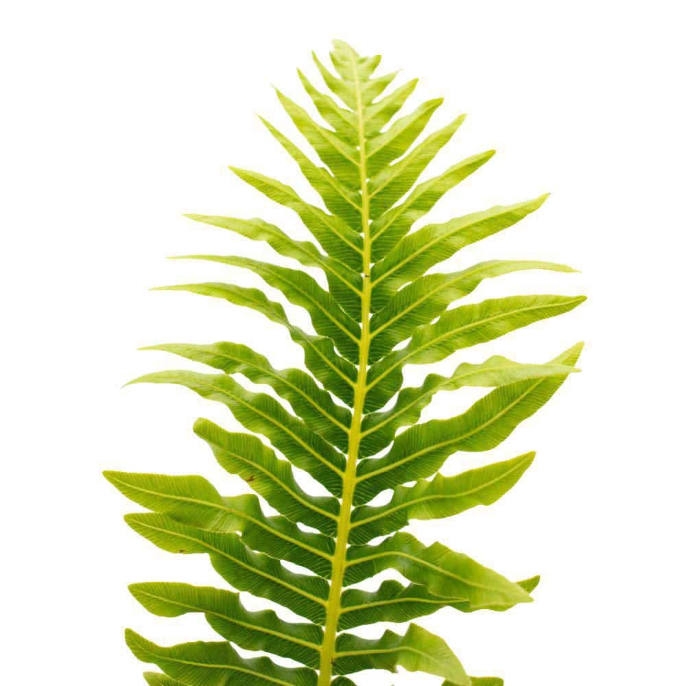 4.5 in. Qt. Silver Lady Dwarf Tree Fern (Blechnum Gibbum) Live Annual Plant with Green Foliage - Hercitys