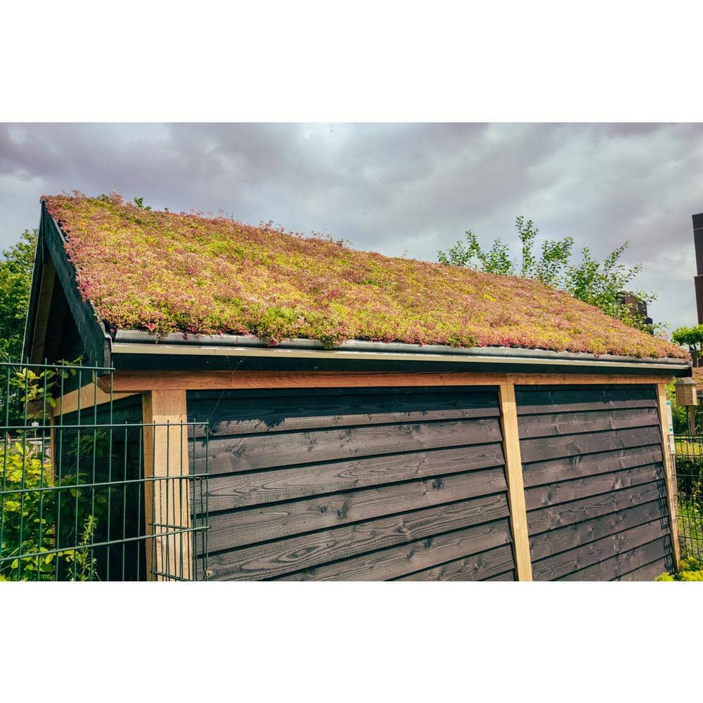 10 in. x 10 in. Perennial Sedum Tile Paver Mix (2-Pack) - Hercitys