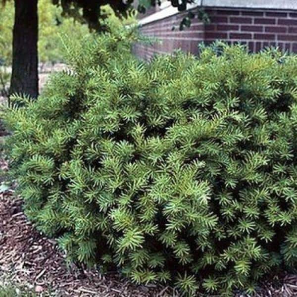 1 Gal. Dense Spreading Yew Shrub this Classic Massive Shrub can Now be Used as a Small Specimen Plant - Hercitys