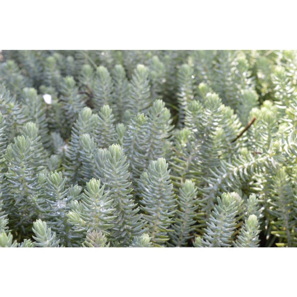 1 Gal. Blue Moon Stonecrop (Sedum Reflexum) Live Flowering Full Sun Perennial Groundcover Plant - Hercitys