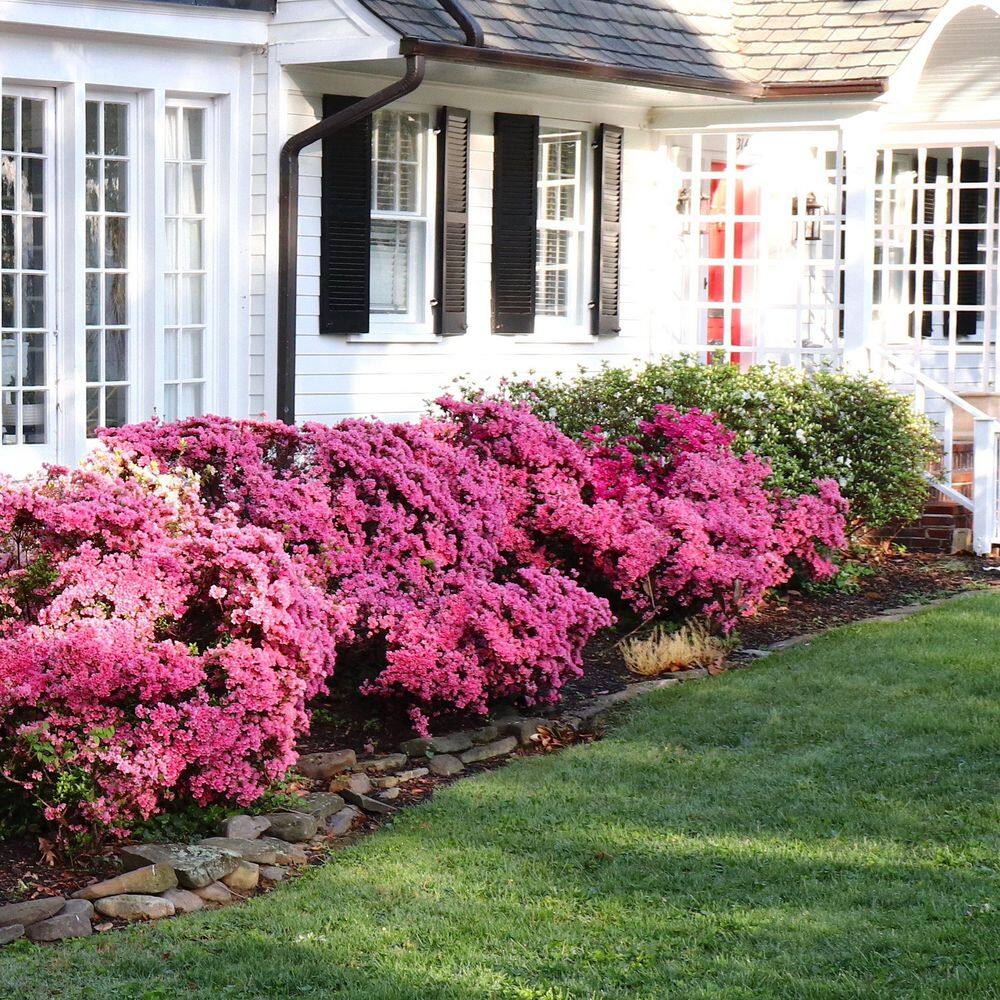 2.5 Quart Azalea ‘Rene Michelle’ Flowering Shrub with Pink Flowers - Hercitys