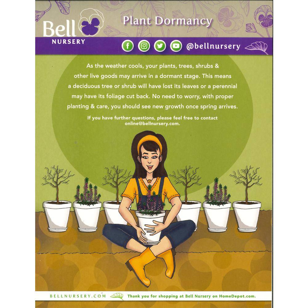 1 Gal. Shadowland Diamond Lake Hosta Live Flowering Shade Perennial Plant - Hercitys