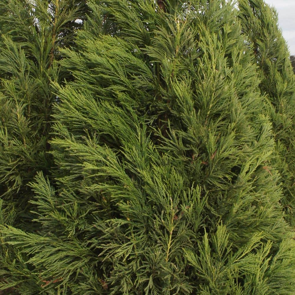 3 Gal. Yoshino Cryptomeria Evergreen Tree - Hercitys