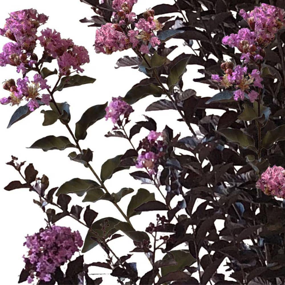 3 Gal. Thunderstruck Lavender Skies Crape Myrtle Flowering Deciduous Tree with Purple Flowers - Hercitys