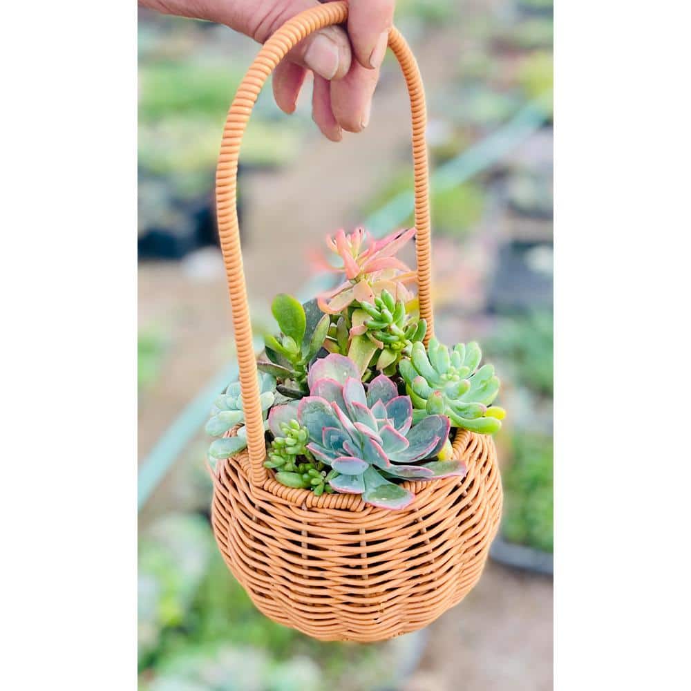 11 in. Small Wicker Soilless Succulent Plant Flower Basket, Lightweight Beautiful Collection of Succulents - Hercitys