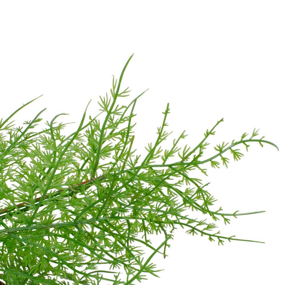 24 in. Brown and Green Unlit Cedar Artificial Christmas Wreath - Hercitys