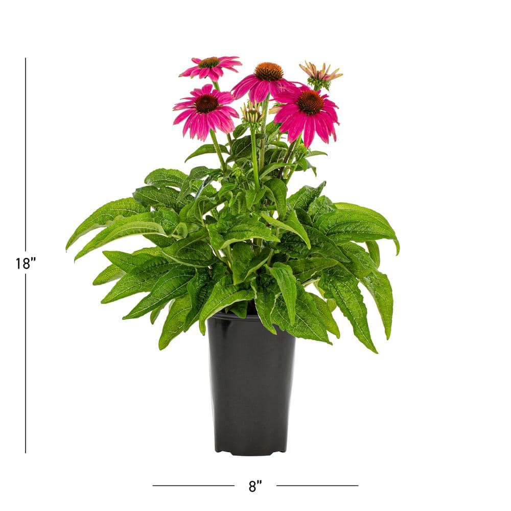 2 Qt. Pow Wow Wilderberry Pink Cone Flower Echinacea Perennial Plant (3-Pack) - Hercitys
