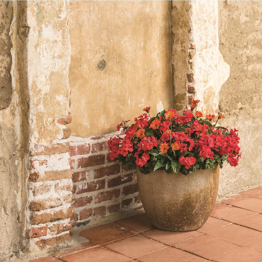 4.25 in. Eco+ Grande Bright Lights Red African Daisy (Osteospermum Hybrid) Live Annual Plant with Red Flowers 4-Pack - Hercitys