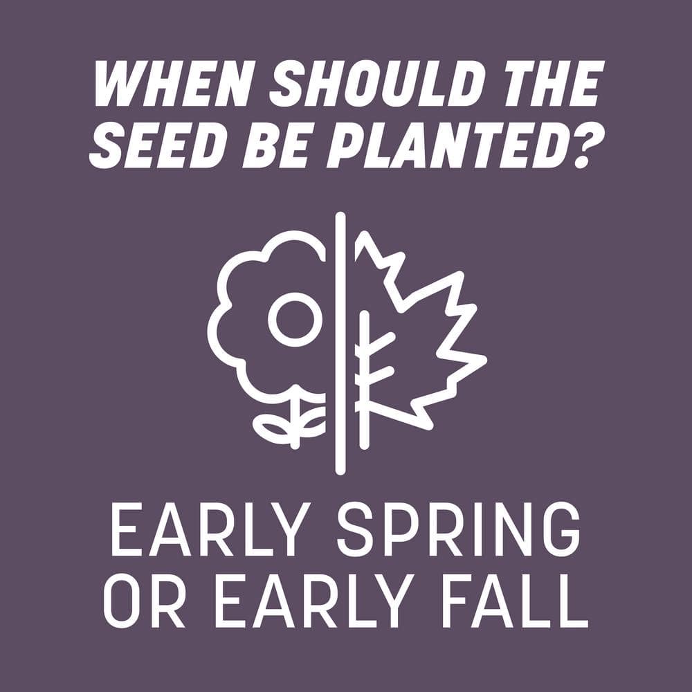 50 lbs. Annual Ryegrass Grass Seed (2-Pack) - Hercitys