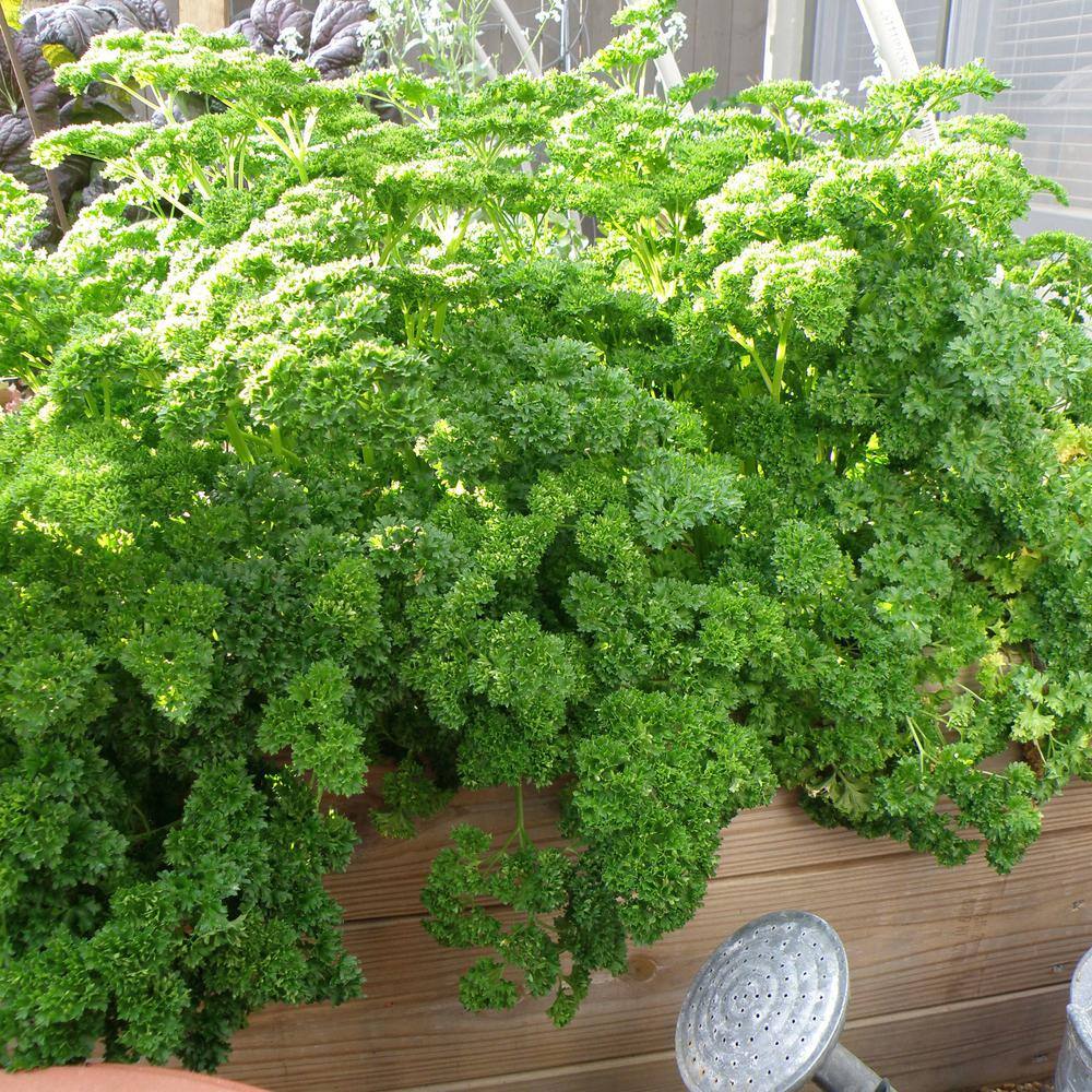 19 oz. Curled Parsley Herb Plant (2-Pack) - Hercitys