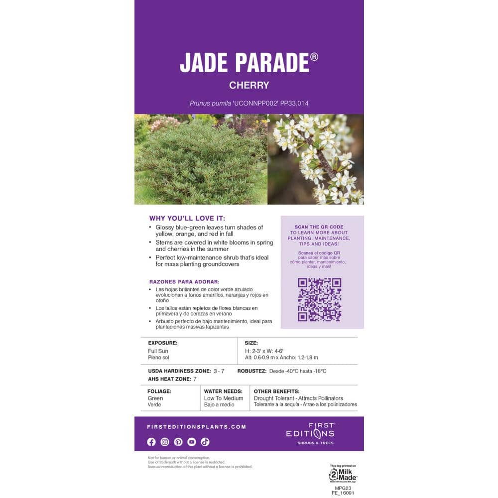 2 Gal. Jade Parade Sand Cherry Live Shrub with White Flowers - Hercitys