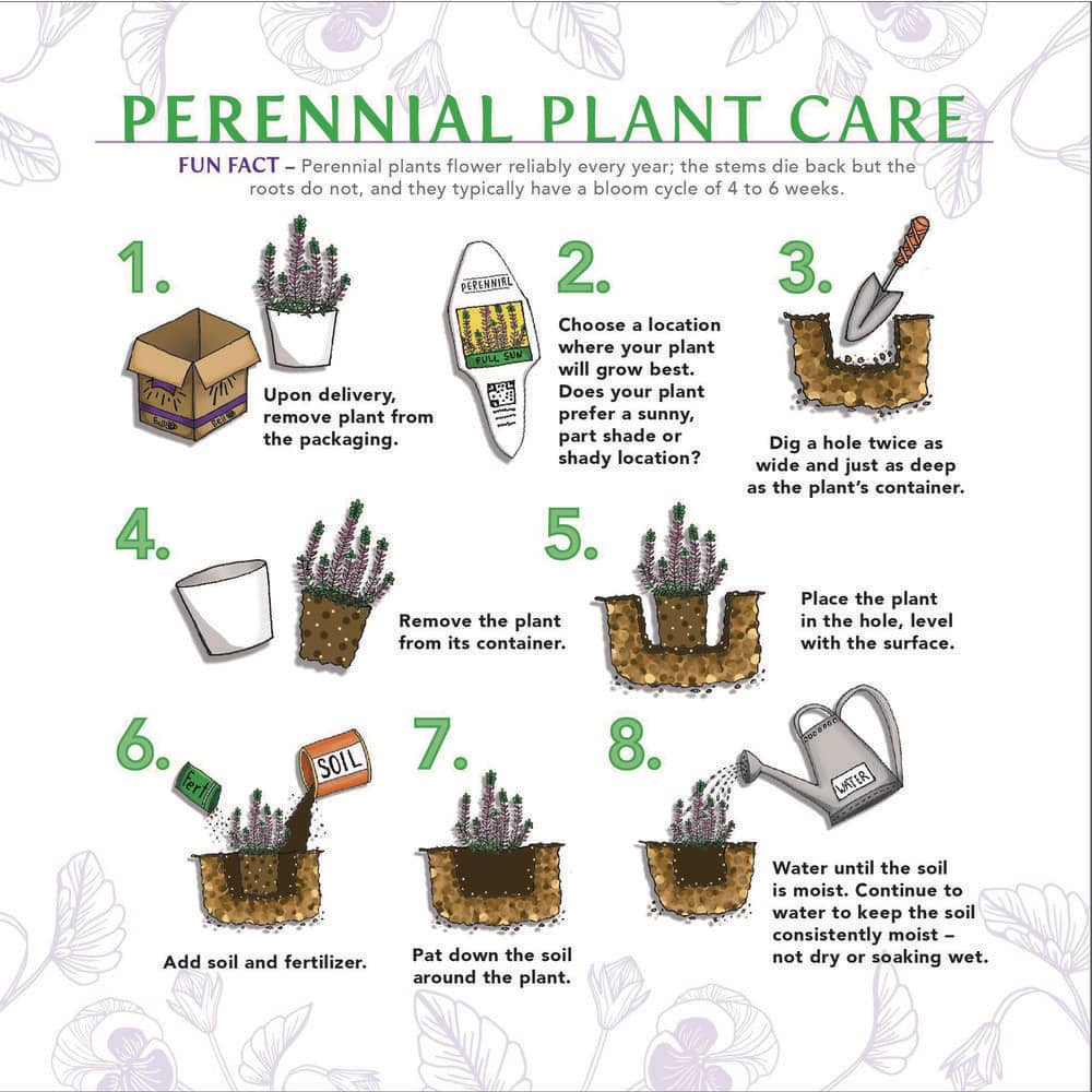 2.5 Qt. Variegated Hosta Live Perennial Plant - Hercitys