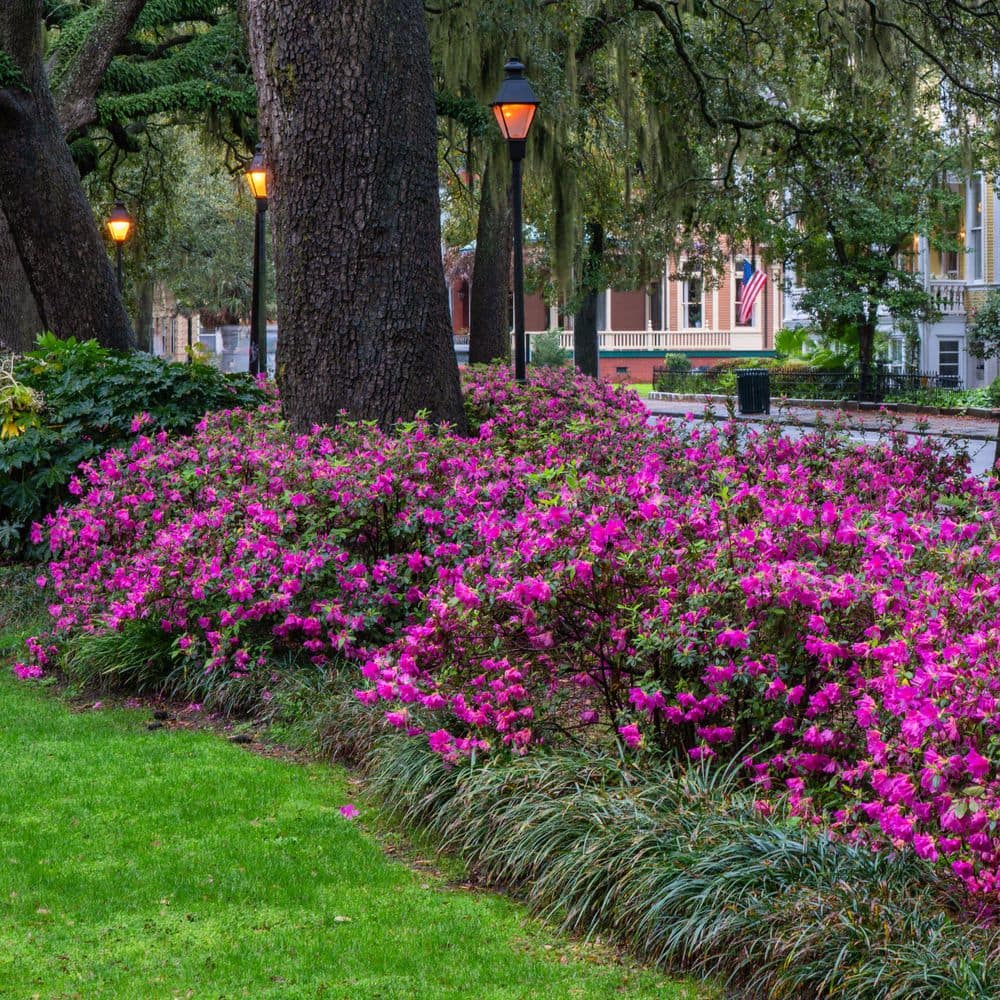 2.5 Quart Azalea ‘Amelia Rose’ Flowering Shrub with Pink Flowers - Hercitys
