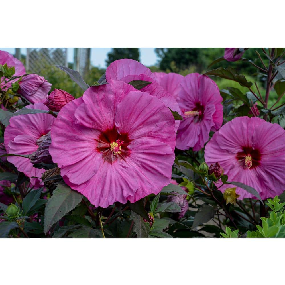 2 Gal. Summerific ‘Berry Awesome’ Rose Mallow (Hibiscus Hybrid), Live Perennial Plant, with Pink Flowers - Hercitys