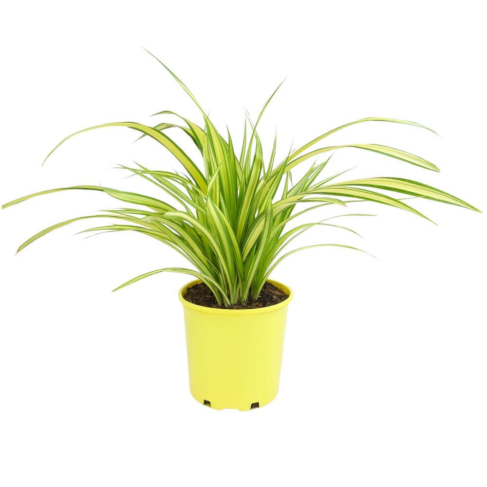 4 qt. Pandanus Tectorius (Screw Pine) Perennial Outdoor Plant with Yellow Blooms in Grower Pot - Hercitys