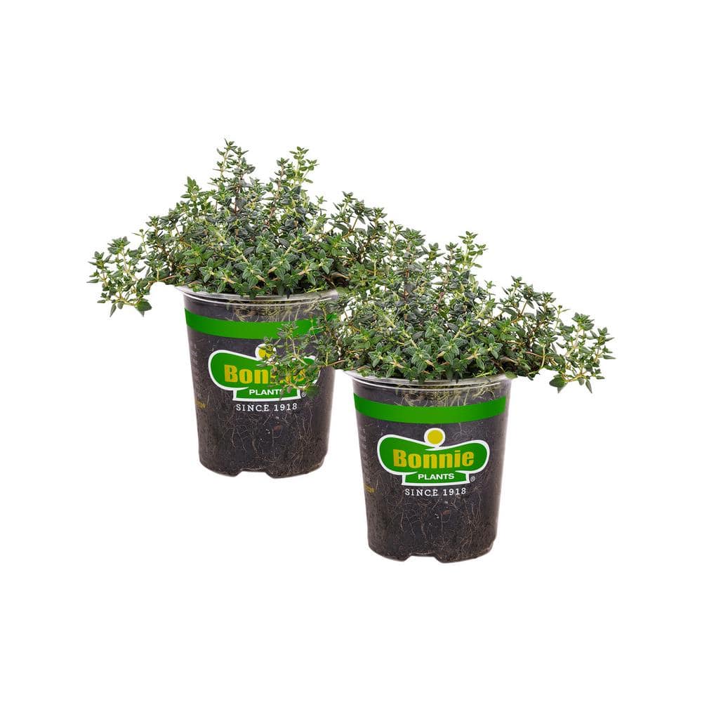 19 oz. German Thyme Herb Plant (2-Pack) - Hercitys
