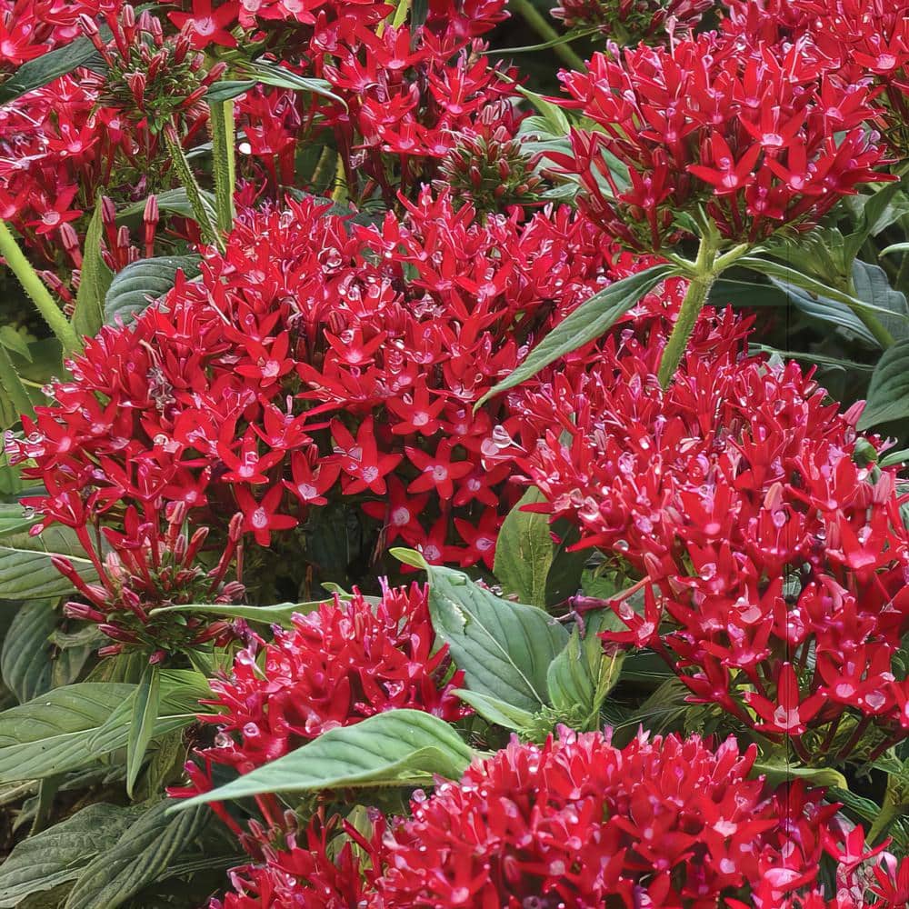 4 in. Star Bright Mix Pink-Red-Lavender Pentas Plant (4-Piece) - Hercitys
