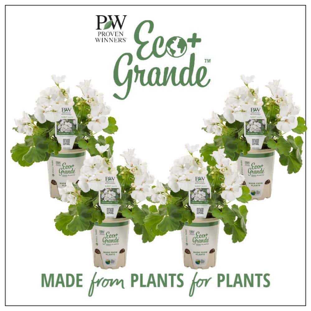 4.25 in. Eco+ Grande Boldly White Geranium (Pelargonium Interspecific) Live Annual Plant with White Flowers 4-Pack - Hercitys