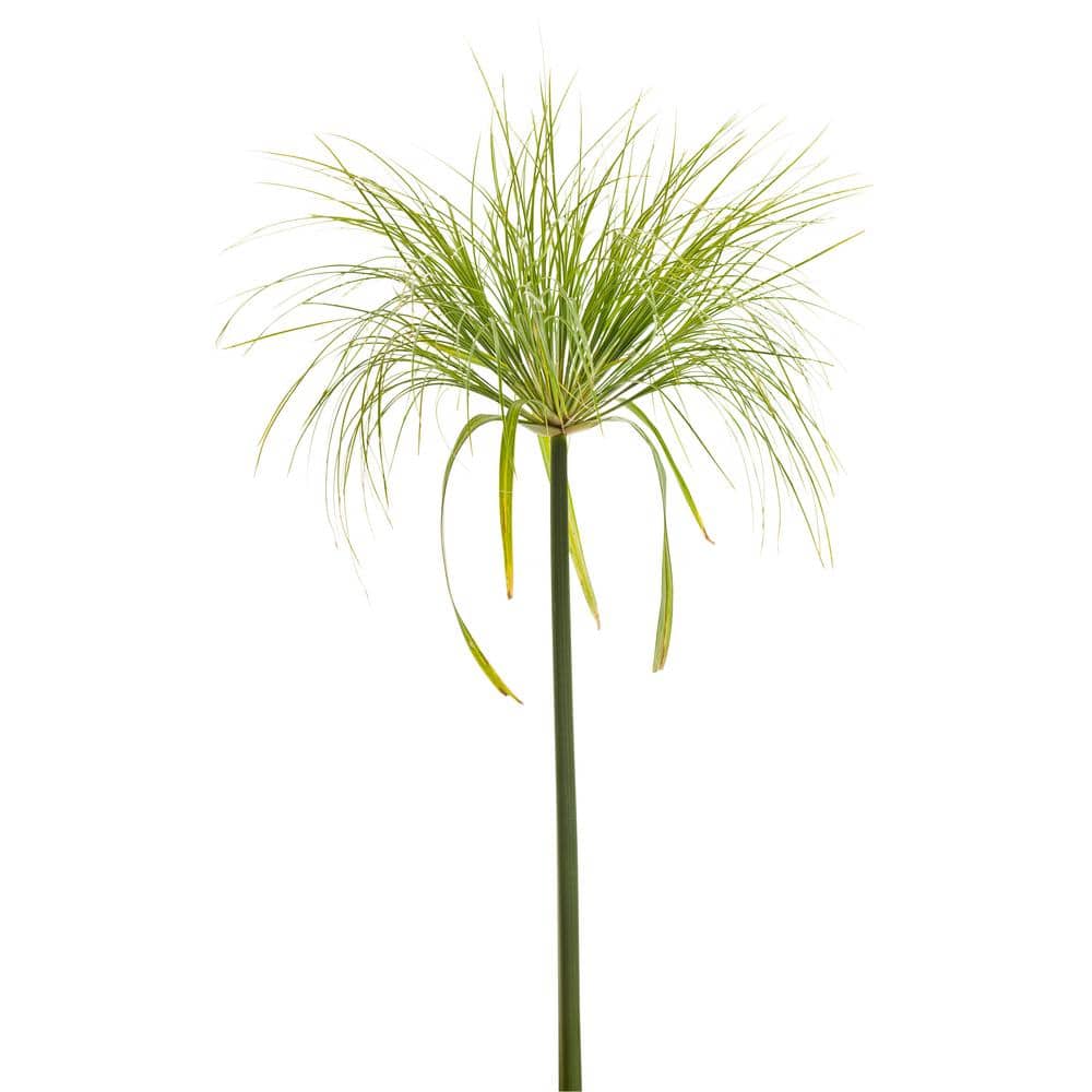 2.5 qt. Cyperus Papyrus Prince Tut Perennial Plant with No Flowers-2 Pack - Hercitys