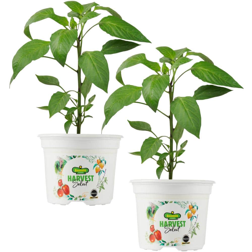 25 oz. Orange Snack Size Sweet Pepper Plant (2-Pack) - Hercitys