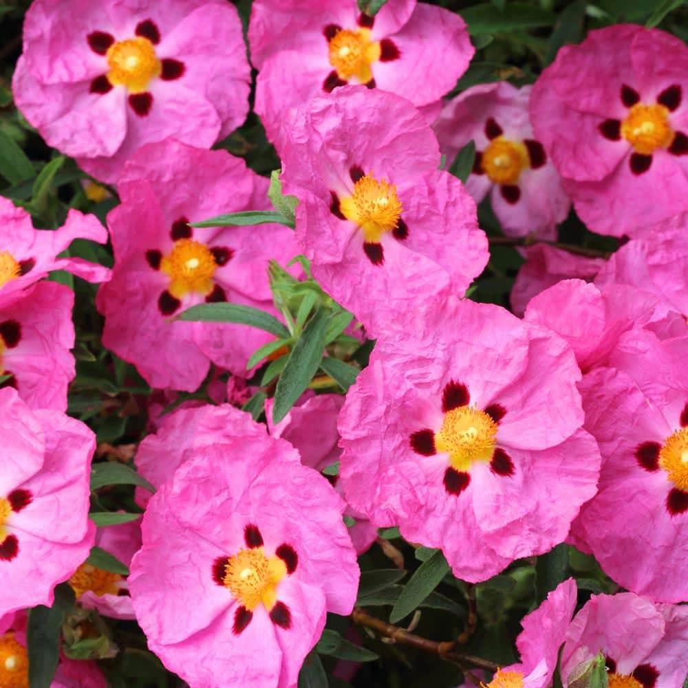 #5 Container Orchid Rock Rose Shrub (2-Pack) - Hercitys