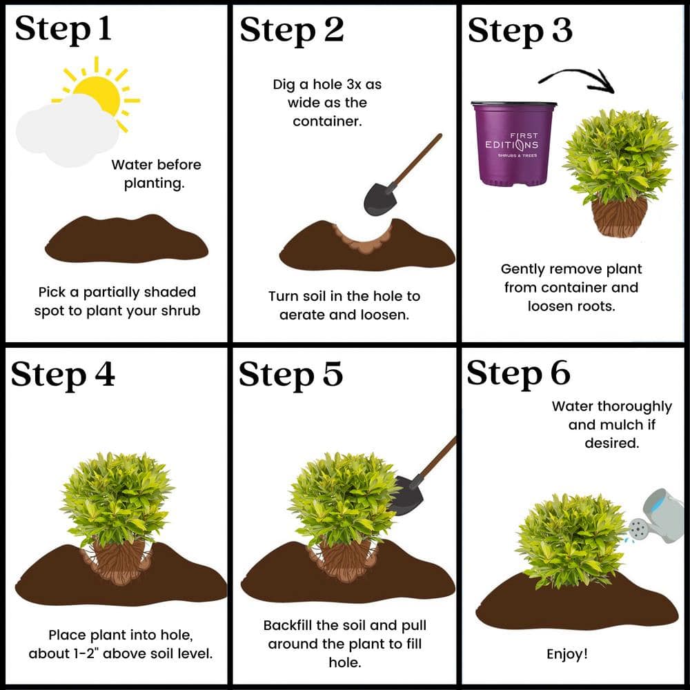 2 Gal. BananAppeal Small Anise Tree with Golden Yellow Foliage - Hercitys