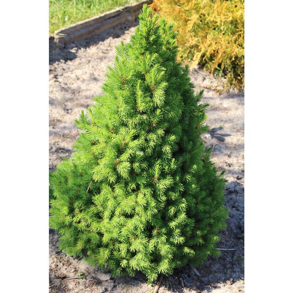 1 Gal. Dwarf Alberta Spruce Shrub Aromatic and Soft Evergreen Foliage, Almost no Maintenance Required - Hercitys