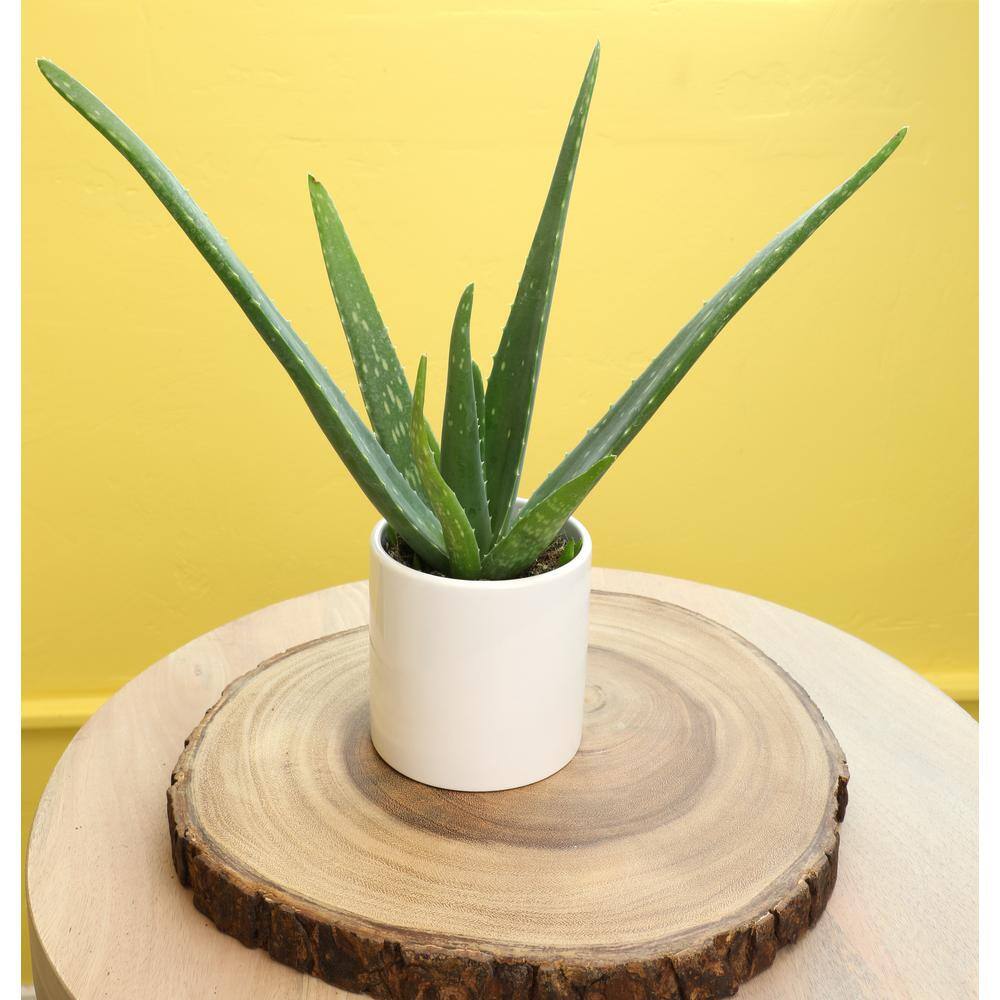 3.5 in. Aloe Vera Plant - Hercitys