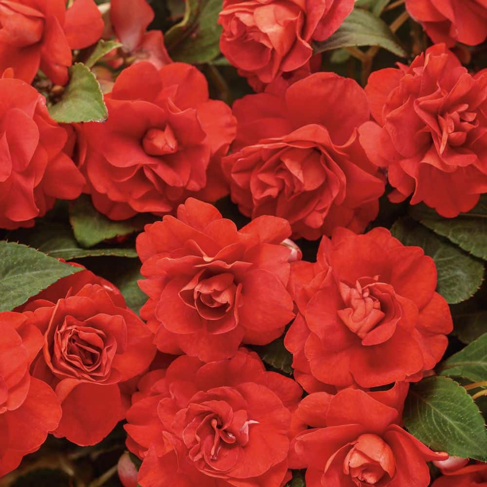 4.25 in. Eco+ Grande Rockapulco Red Double Impatiens (Walleriana) Live Annual Plant with Red Flowers 4-Pack - Hercitys