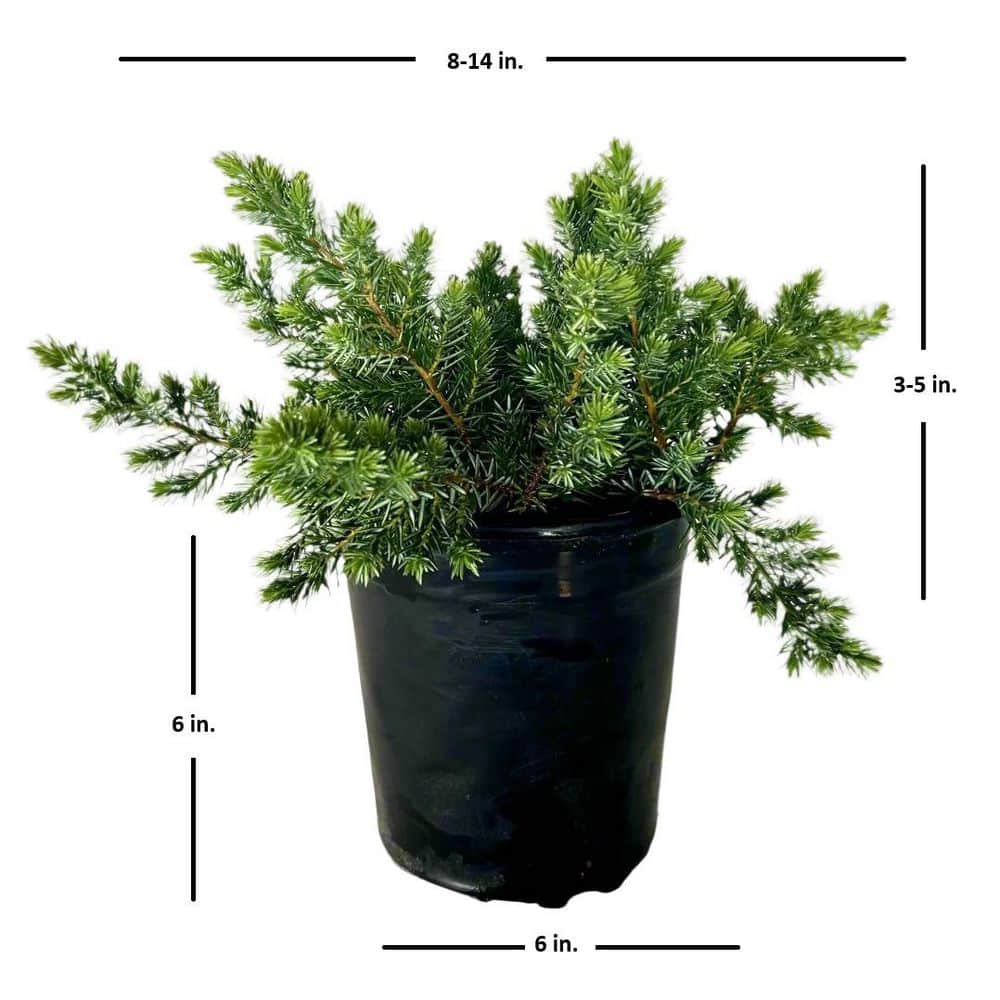 2.5 Qt. Blue Pacific Juniper – Evergreen Groundcover Plant - Hercitys