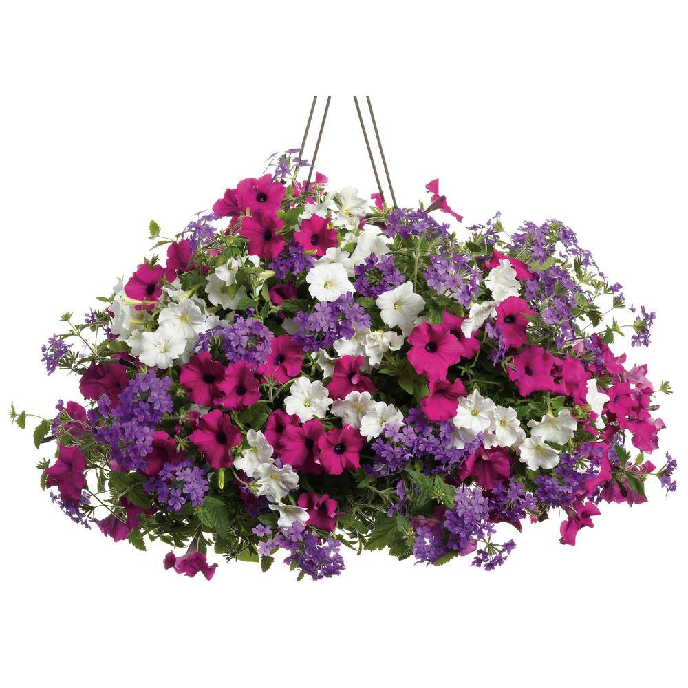 4.25 in. Eco+Grande Supertunia Mini Vista White (Petunia) Live Plants, White Flowers ((4-Pack)) - Hercitys