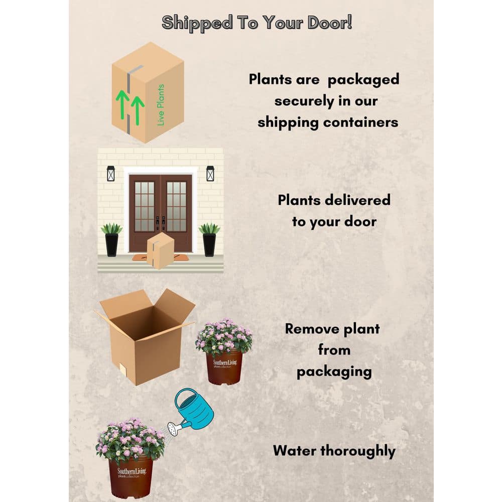 2.6 qt. Lavender Little Lucky Lantana Plant with Lavender, White and Yellow Blooms - Hercitys