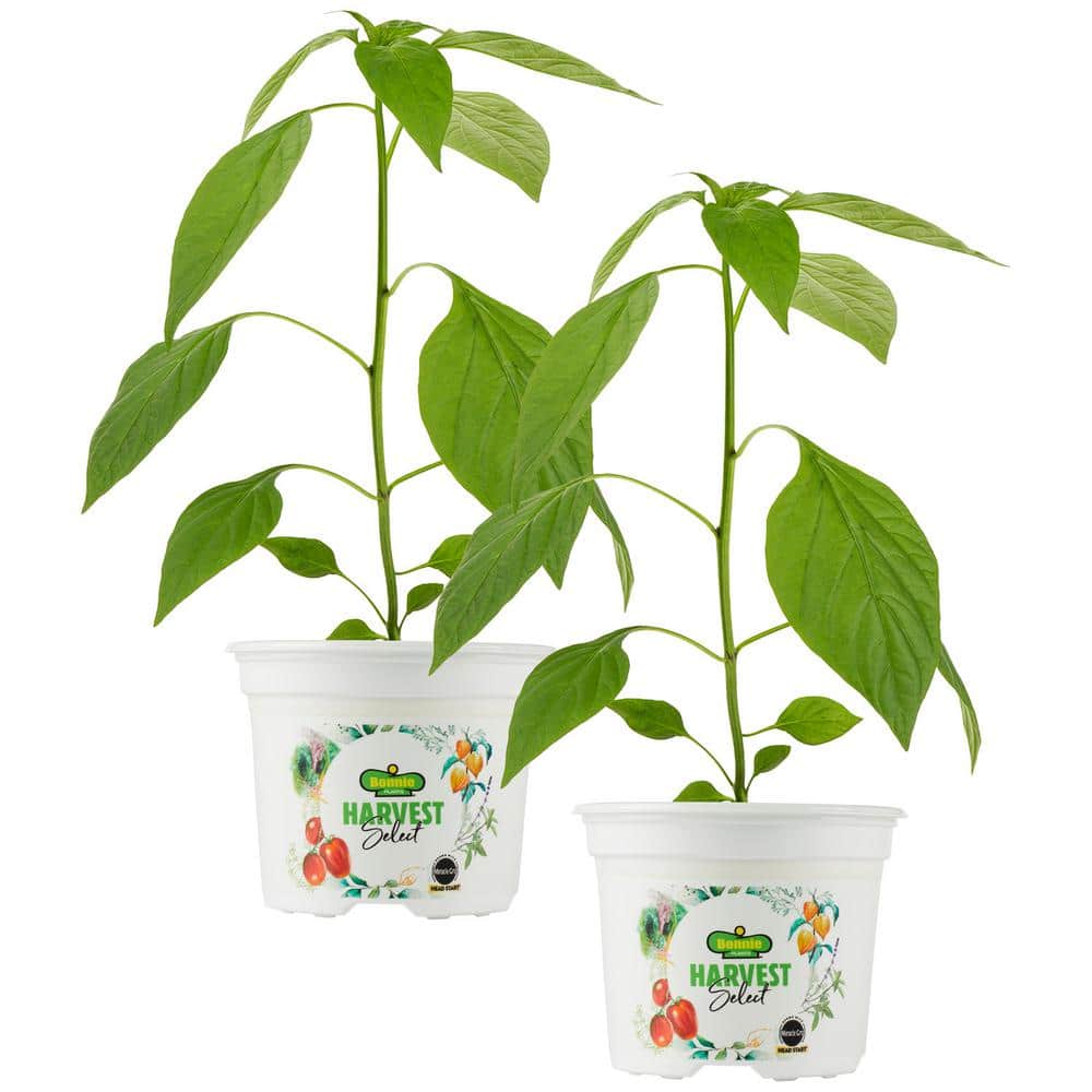 25 oz. Early Flame Jalapeno Hot Pepper Plant (2-Pack) - Hercitys