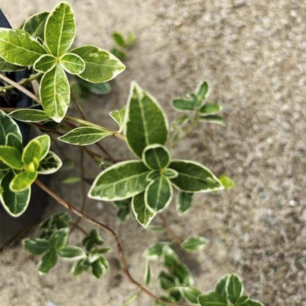 1 Gal. Pot, Ralph Shugert Groundcover Vinca Potted Flowering Perennial Plant (1-Pack) - Hercitys