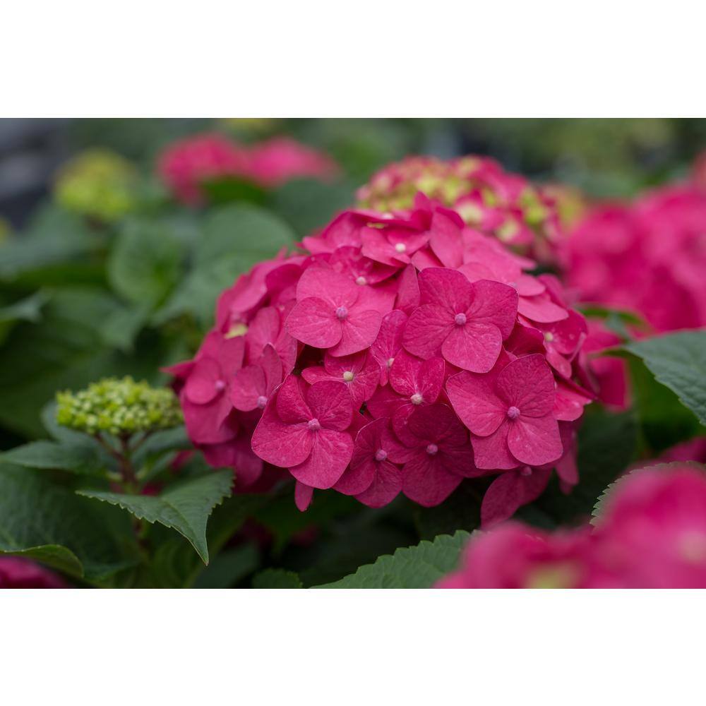 1.0 Gal. Summer Crush Hydrangea Perennial Plant with Pink Flowers (1-Pack) - Hercitys