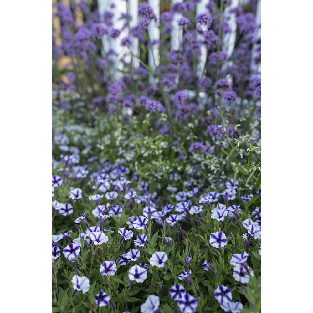 4.25 in. Eco+Grande Supertunia Mini Vista Violet Star (Petunia) Live Plant, Purple and White Striped Flowers (4-Pack) - Hercitys
