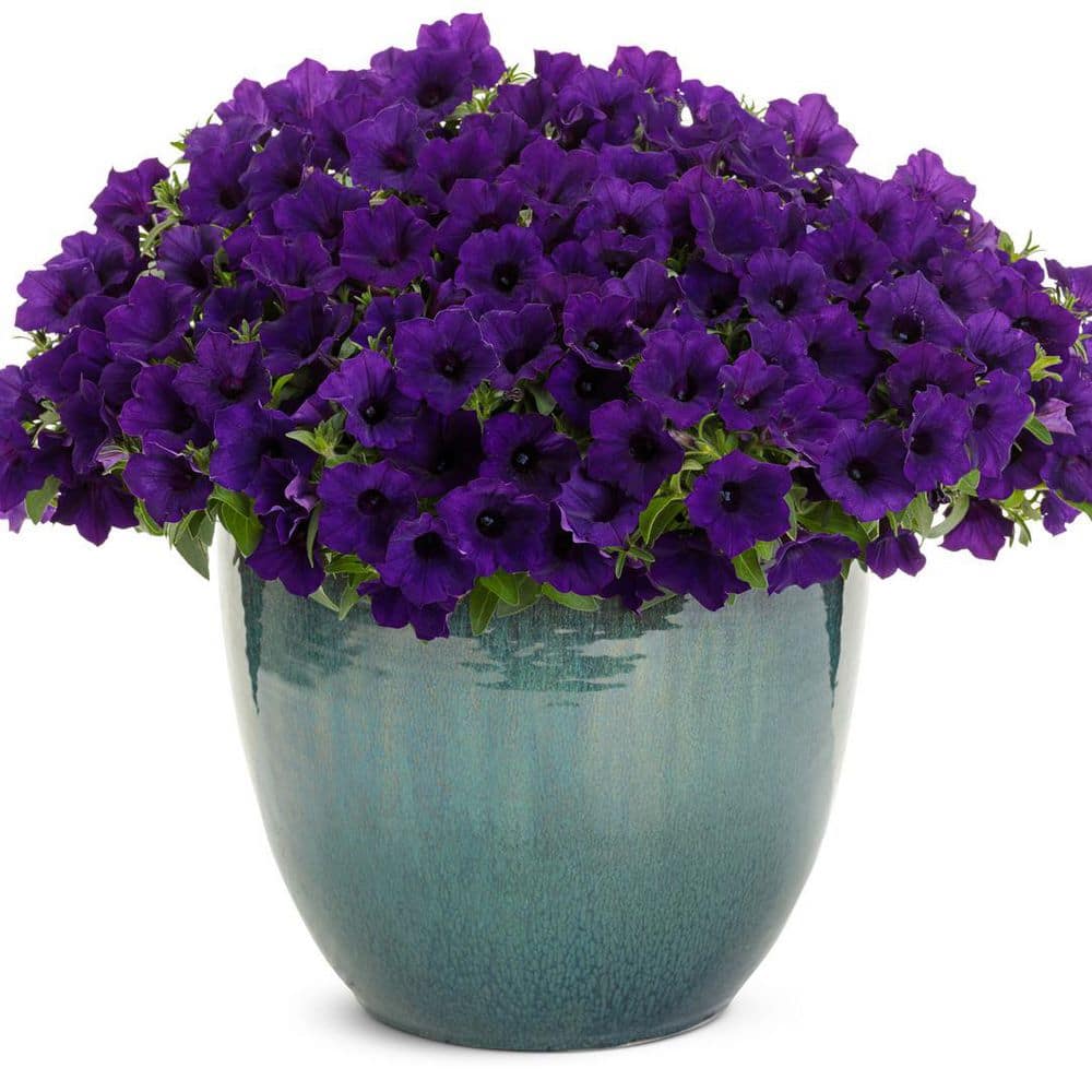 4.25 in. Eco+ Grande Supertunia Mini Vista Ultramarine (Petunia Hybrid) Live Annual Plant with Blue Flowers 4-Pack - Hercitys