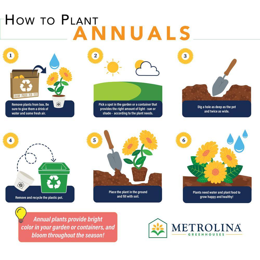 2 Qt. Strobilanthes Dyeriana Persian Shield Annual Plant (3-Pack) - Hercitys