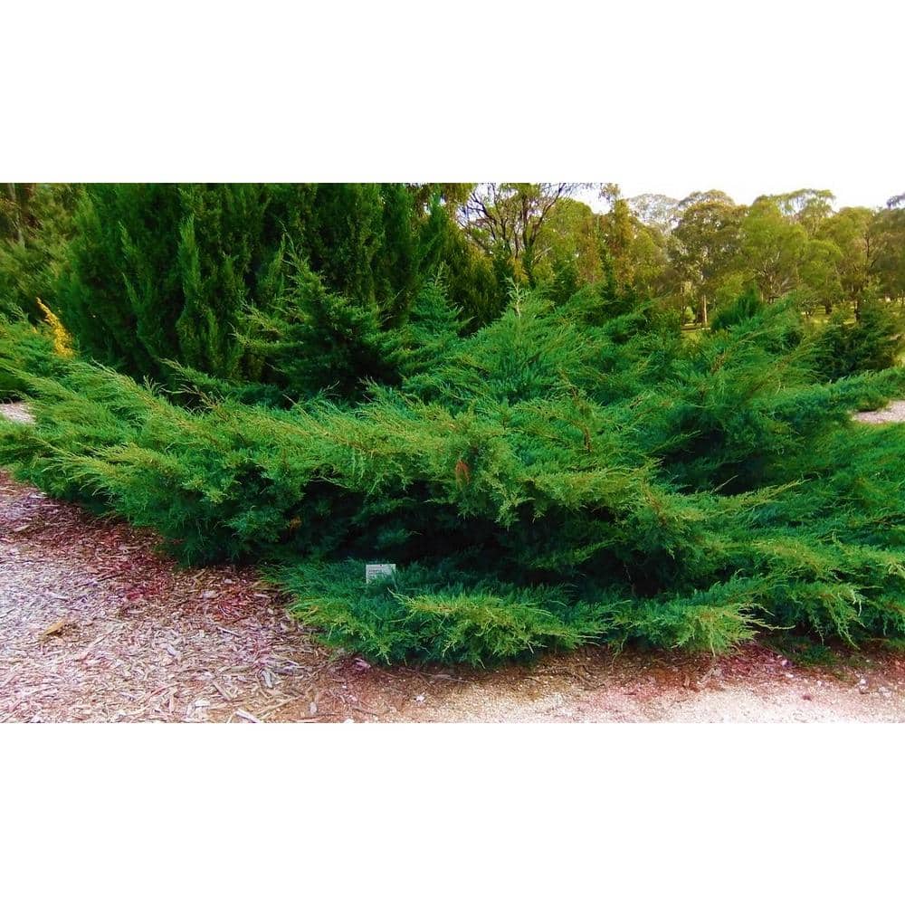 1 Gal. Sea Green Juniper Shrub Fountain Shaped Foliage that Changes to a Darker Green in Winter - Hercitys