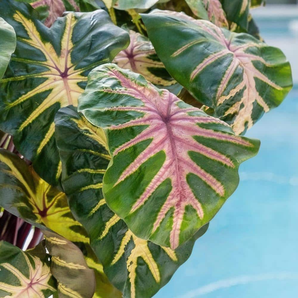 3.5 in. Colocasia Waikiki Royal Hawaiian Elephant Ear Perennial Plant (3-Pack) - Hercitys